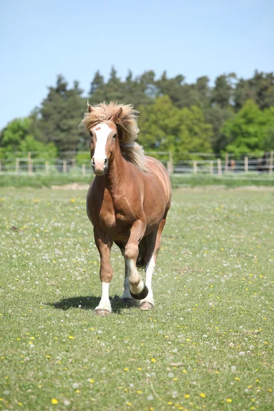 Великолепная лошадь бежит по цветущим пастбищам — стоковое фото
