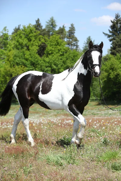 Lindo cavalo de pintura correndo em pasto florido — Fotografia de Stock