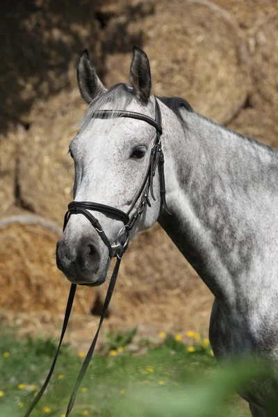 Portrait of beautiful grey horse with bridle — Stock Photo, Image