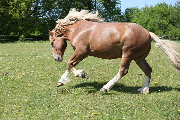 Prachtige paard uitgevoerd op bloemrijke weidegronden — Stockfoto