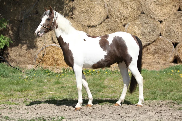 Bel pony maculato — Foto Stock