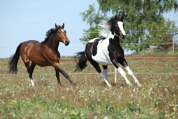 สองม้าที่น่าทึ่งวิ่งบนทุ่งหญ้าฤดูใบไม้ผลิ — ภาพถ่ายสต็อก