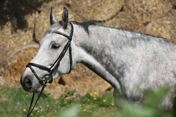 Portrét krásné šedé koně s uzdu — Stock fotografie