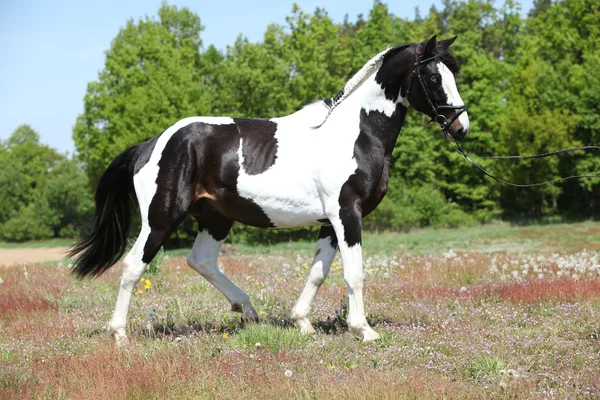 Mooie skewbald hengst met mooi kapsel — Stockfoto