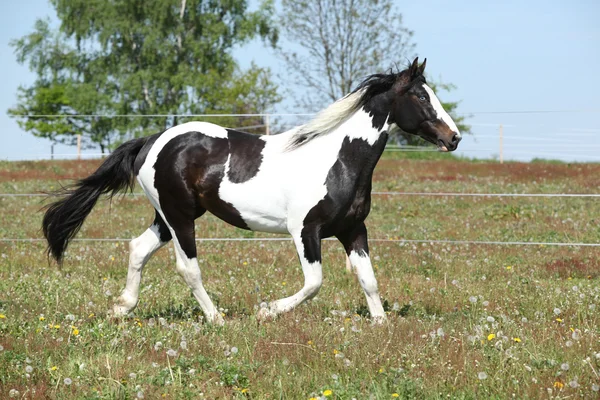 Gorgeous paint horse running on flowered pasturage — Stock Photo, Image