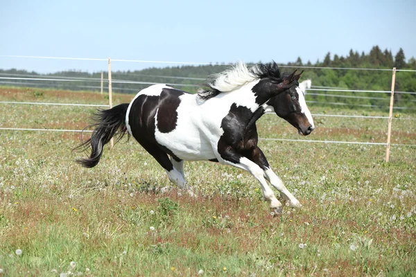 Underbara paint häst körs på blommiga bete — Stockfoto