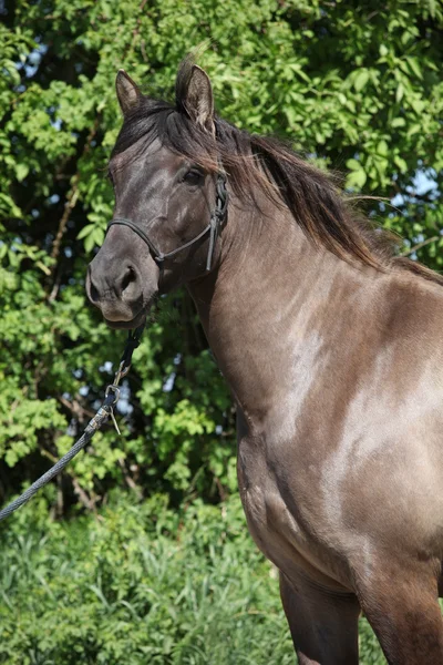 Portrait of nice pony with halter — Stock Photo, Image