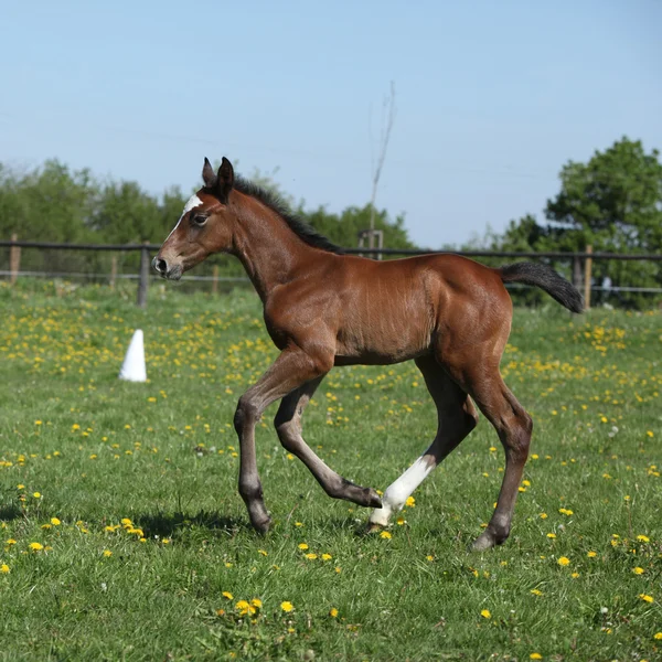 Beautiful filly on pasturage — Stock Photo, Image