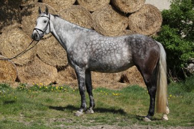Harika gri atı at başlığı ile