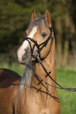 güzel kestane midilli portresi