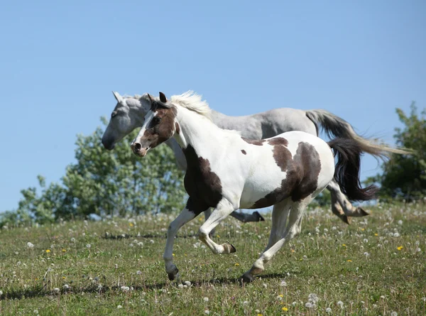 Two amazing horses running together — Stock Photo, Image