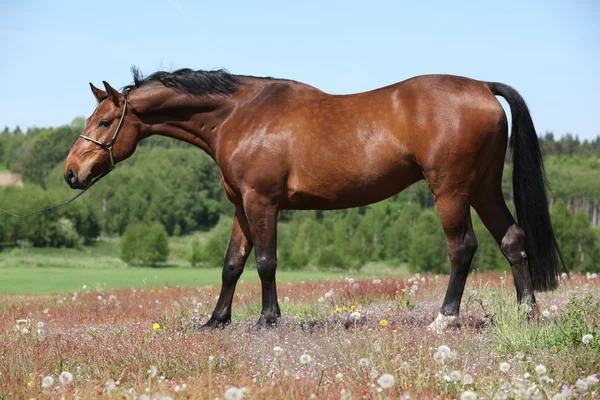 Gentil cheval brun avec licol de show, vous regarde — Stockfoto