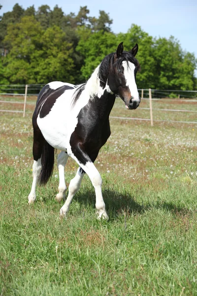 Underbara paint häst körs på blommiga bete — Stockfoto