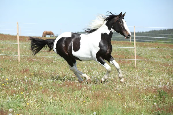 Underbara paint häst körs på blommiga bete — Stockfoto