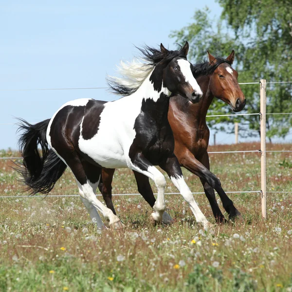 Dvě úžasné koně běží dohromady — Stock fotografie