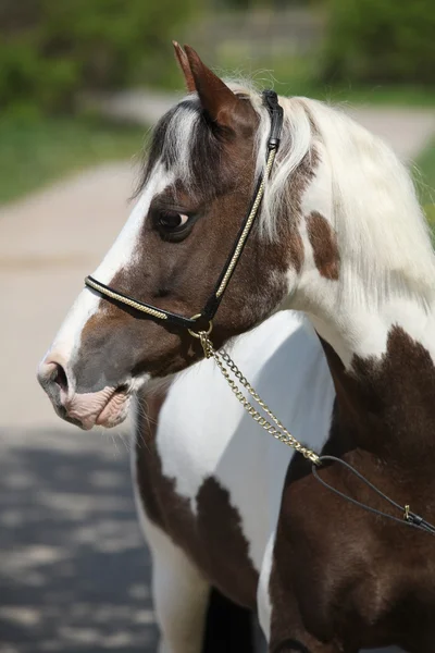 Portrait of beautiful skewbald pony — Stock Photo, Image