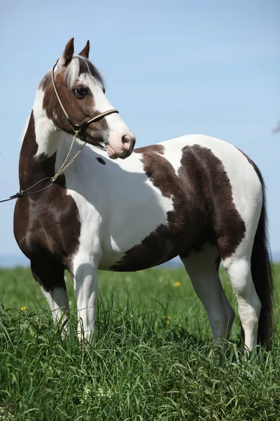 美丽的 skewbald 小马的肖像 — 图库照片