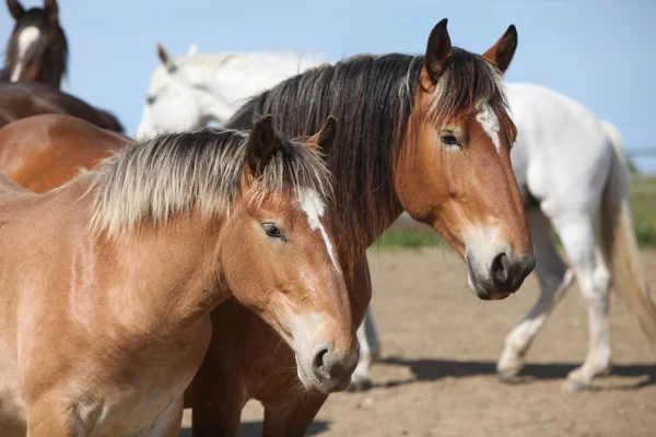 Bonitos caballos de tiro mirándote. — Foto de Stock