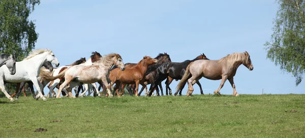 Barca muito vária de cavalos que correm no pasto — Fotografia de Stock