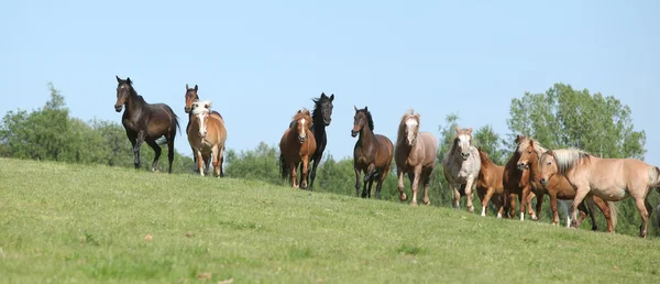 Very various barch of horses running on pasturage — Stock Photo, Image