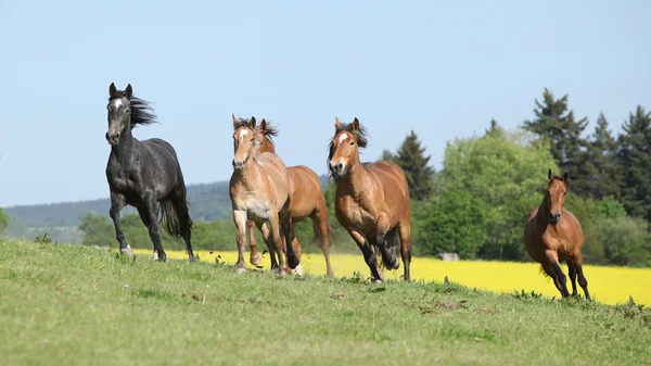 Mycket olika barch av hästar på bete — Stockfoto