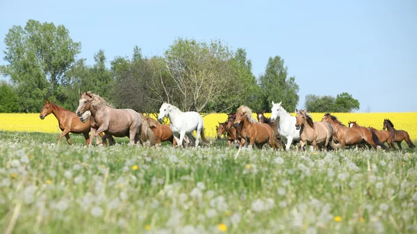 Sehr unterschiedliche Pferdekutschen, die auf der Weide laufen — Stockfoto