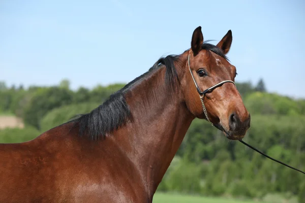 Bel cavallo bruno con cavezza da spettacolo, che ti guarda — Foto Stock