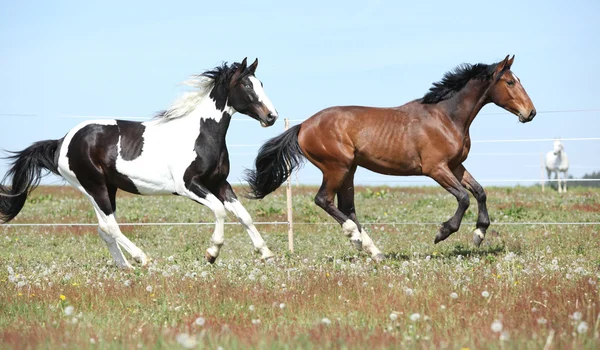 Two amazing horses running together — Stock Photo, Image