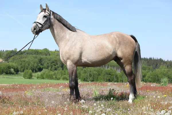 Verbazingwekkende grijs paard met hoofdstel — Stockfoto