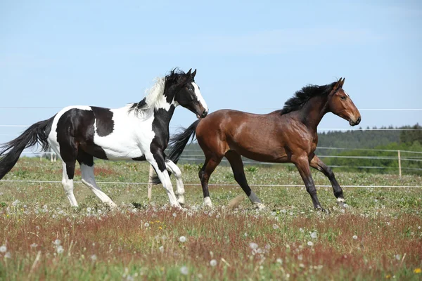 Две удивительные лошади бегут на весеннем пастбище — стоковое фото