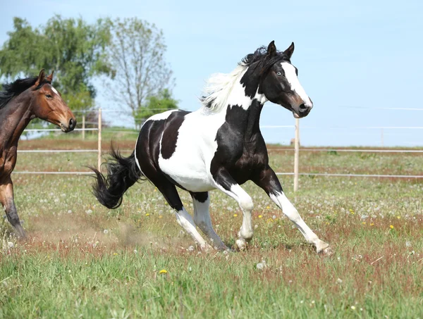 Hermoso semental calvo corriendo sobre pastizales florecientes — Foto de Stock