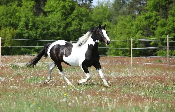 Vackra skewbald hingst körs på blommande bete — Stockfoto