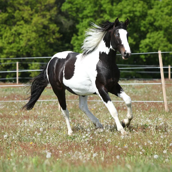 Hermoso semental calvo corriendo sobre pastizales florecientes — Foto de Stock