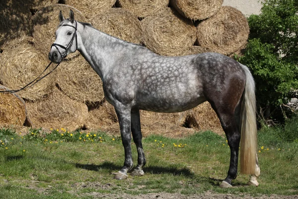 Verbazingwekkende grijs paard met hoofdstel — Stockfoto