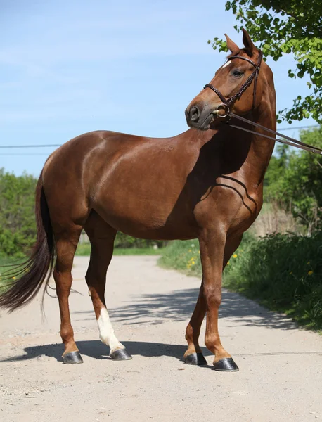 Joli cheval brun avec étoile blanche sur la tête — Photo