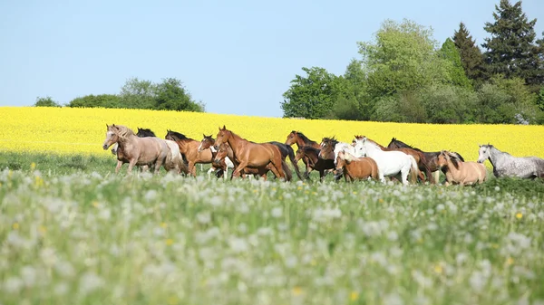 Barca muy variada de caballos corriendo sobre pastizales —  Fotos de Stock