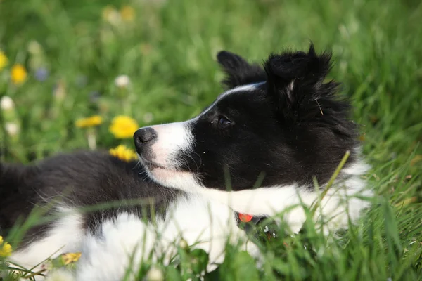 Nice puppy of border collie in flowers — Stock Photo, Image