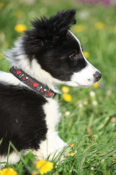 Nice puppy of border collie in flowers — Stock Photo, Image