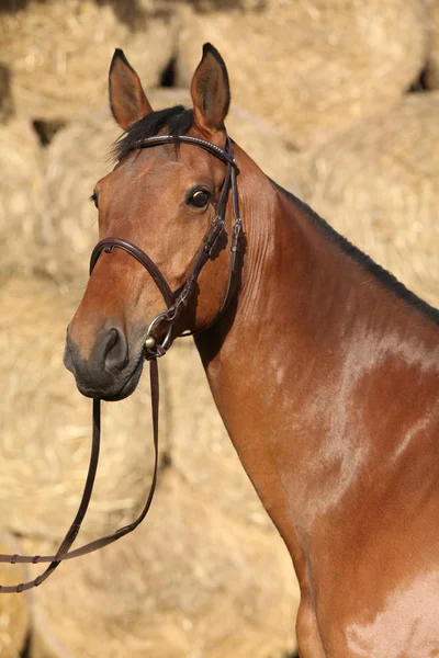 Portret van mooi bruin paard — Stockfoto