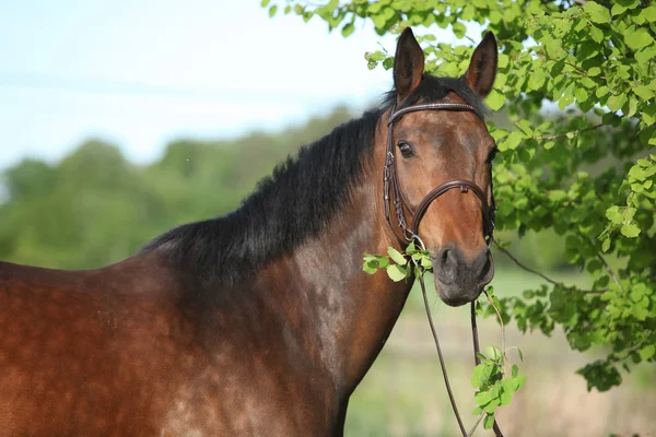 Portrait of beautiful brown horse — Stock Photo, Image