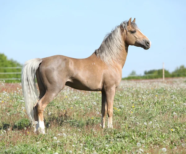 Bonito pony deportivo de pie en el pastizal — Foto de Stock