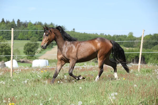Fantastiska bruna sport ponny körs på bete — Stockfoto