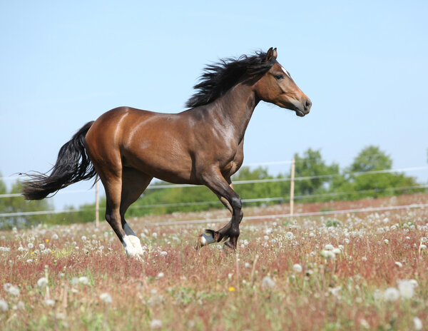 Amazing brown sport pony running on pasturage