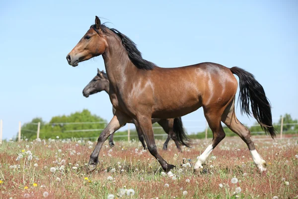 Incredibile marrone sport pony in esecuzione su pascolo — Foto Stock