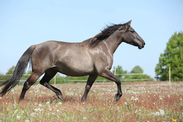 Verbazingwekkende bruin sport pony uitgevoerd op weidegronden — Stockfoto