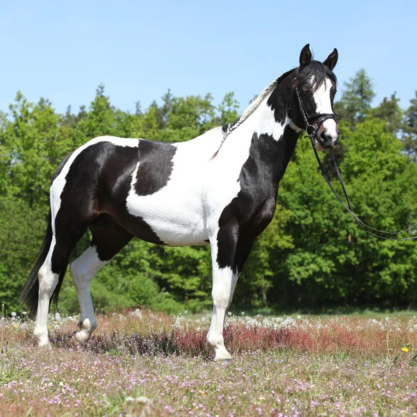 Mooi skewbald-paard met perfecte kapsel — Stockfoto