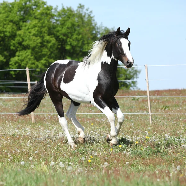 Beautiful skewbald stallion running on flowering pasturage — Stock Photo, Image