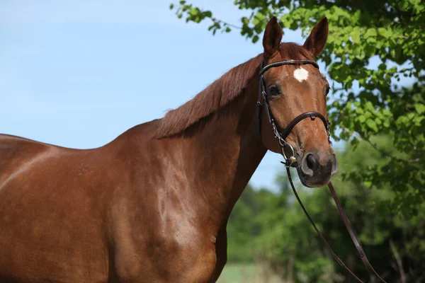 Bonito caballo marrón con estrella blanca en la cabeza — Foto de Stock