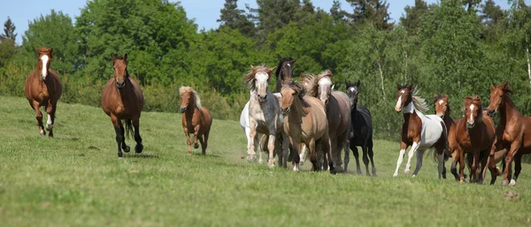Очень разнообразная кора лошадей бегает по пастбищам — стоковое фото