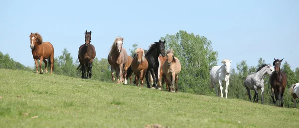 Zeer verschillende barch van paarden die op weidegronden — Stockfoto